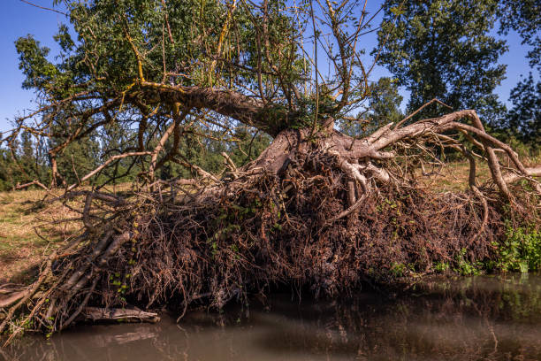 istock Boat trip on an inner canal in the Marais Poitevin 1434089893