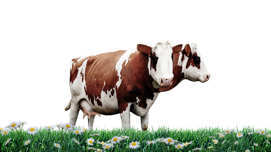 Cow, standing against a clear blue sky and looking into the camera in a green meadow. The background is a clear blue sky and in the grass are some other cows laying.
