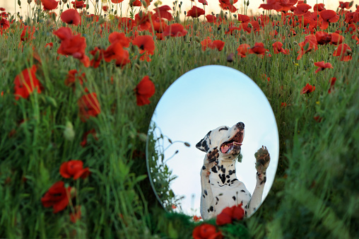 Dalmatian dog portrait in the mirror at the poppy field