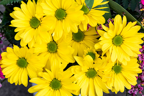 A bunch of yellow daisy flowers in a bouquet,  the photograph of the yellow daisy flowers is taken from above showing the centre of the flowers.
