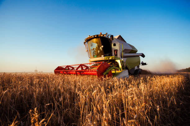 istock Combine harvester at gold light in agriculture fields with wheat 1434099919