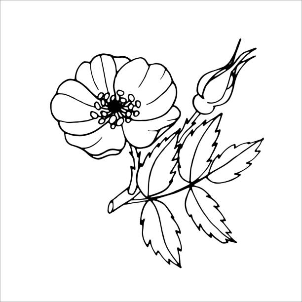 ilustraciones, imágenes clip art, dibujos animados e iconos de stock de contorno de la flor de rosa mosqueta - rosa salvaje