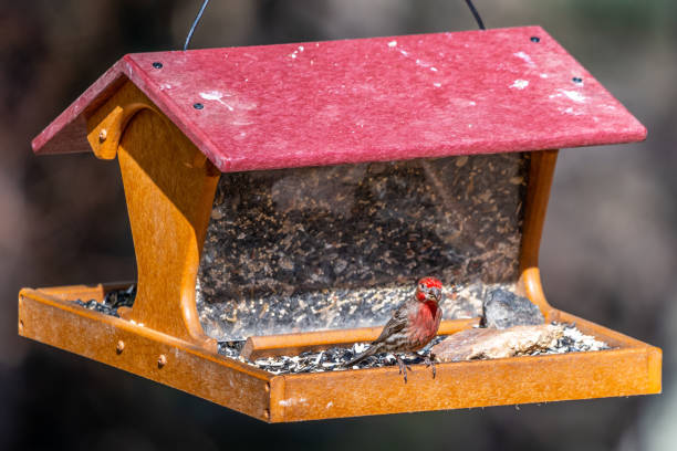 istock An American Rosefinch in Madera Canyon, Arizona 1434101367