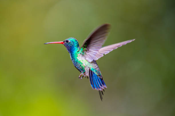 istock A Broad Billed Hummingbird in Madera Canyon, Arizona 1434101424