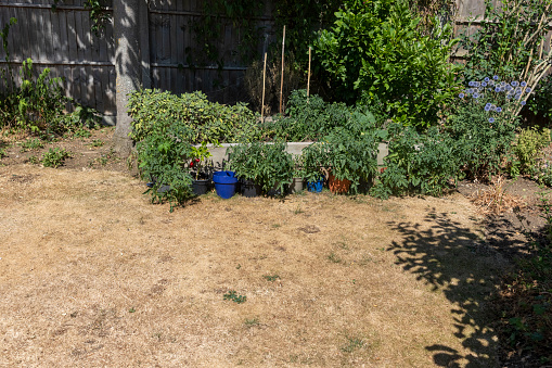 A dry lawn during a drought with a raised herb garden in the background.