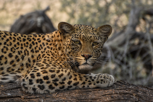 Leopard on a dry tree branch looking at the camera