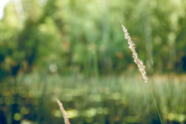 istock Closeup shot of a single reed canary grass 1434105115