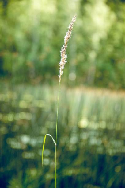 istock Closeup shot of a single reed canary grass 1434105120