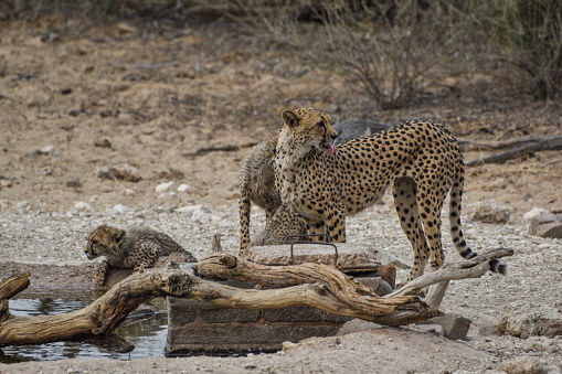 A female cheetah with her cubs at a watering hole in the Kgalagadi