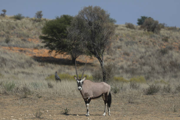 istock Gemsbok in the Kgalagadi desert 1434107986