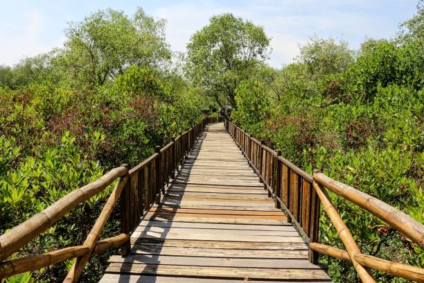 istock Mangrove forest with wooden footpath. 1434108311