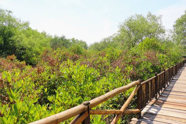 istock Mangrove forest with wooden footpath. 1434108324
