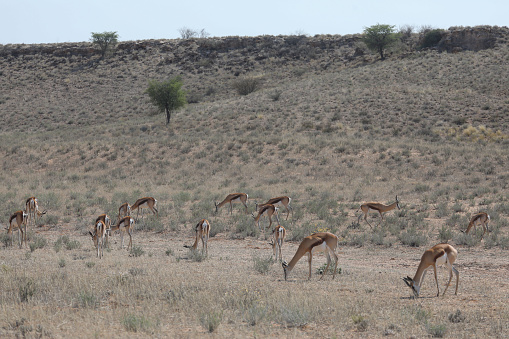 Springbok in the Kgalagadi desert