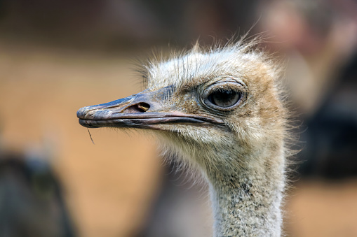 Portrait of wild African ostrich in close-up. The ostrich is large flightless bird. Side view of the ostrich's head.