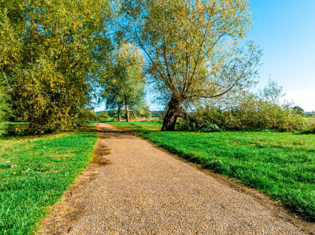 Trees in a grassy green field below a blue sky in sunlight at fall