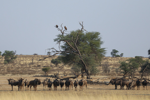 Blue wildebees in the Kgalagadi desert