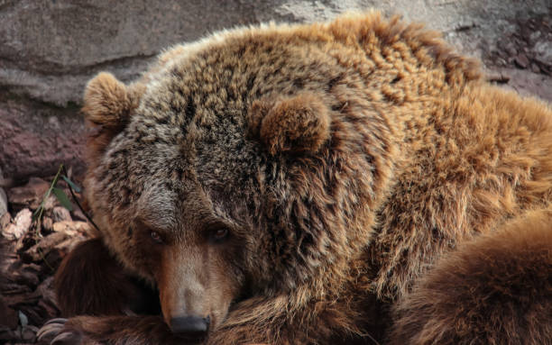 istock Brown bear looks suspiciously aggressive and prepares to attack. 1434108596