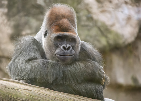 An old male gorilla smiles condescendingly at the camera. The leader of the gorillas poses in a calm environment.