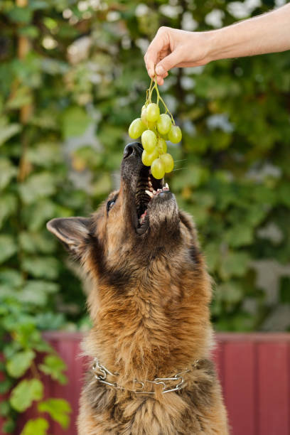 Close Up Shot Of A German Shepherd Dog Eating Grapes From Mans Hand Stock Photo - Download Image Now - iStock Close Up Shot Of A German Shepherd Dog Eating Grapes From Mans Hand Stock Photo - Download Image Now - iStock