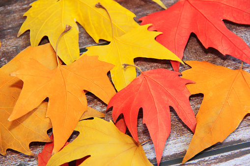 multicolored red, yellow, orange maple leaves on  wooden background