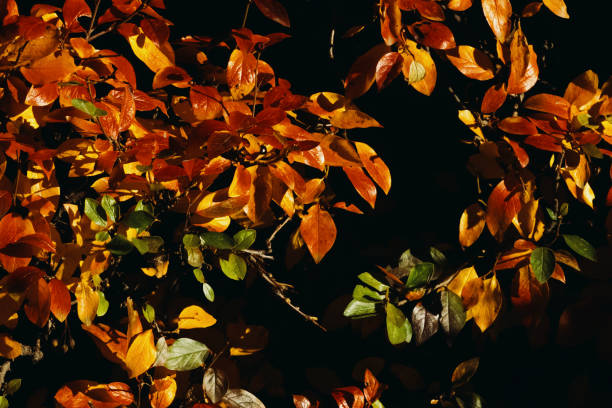 istock red autumn leaves on a bush, natural texture 1434113090