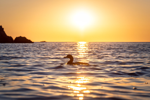 Closeup silhouette of a black Cormoran swimming at the sea with the sun rising
