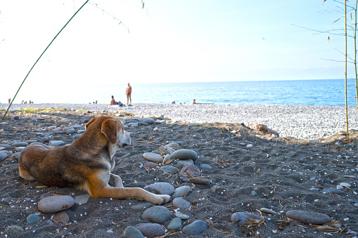 Homeless dog relax and looking to  Black sea Batumi City Adjara Georgia