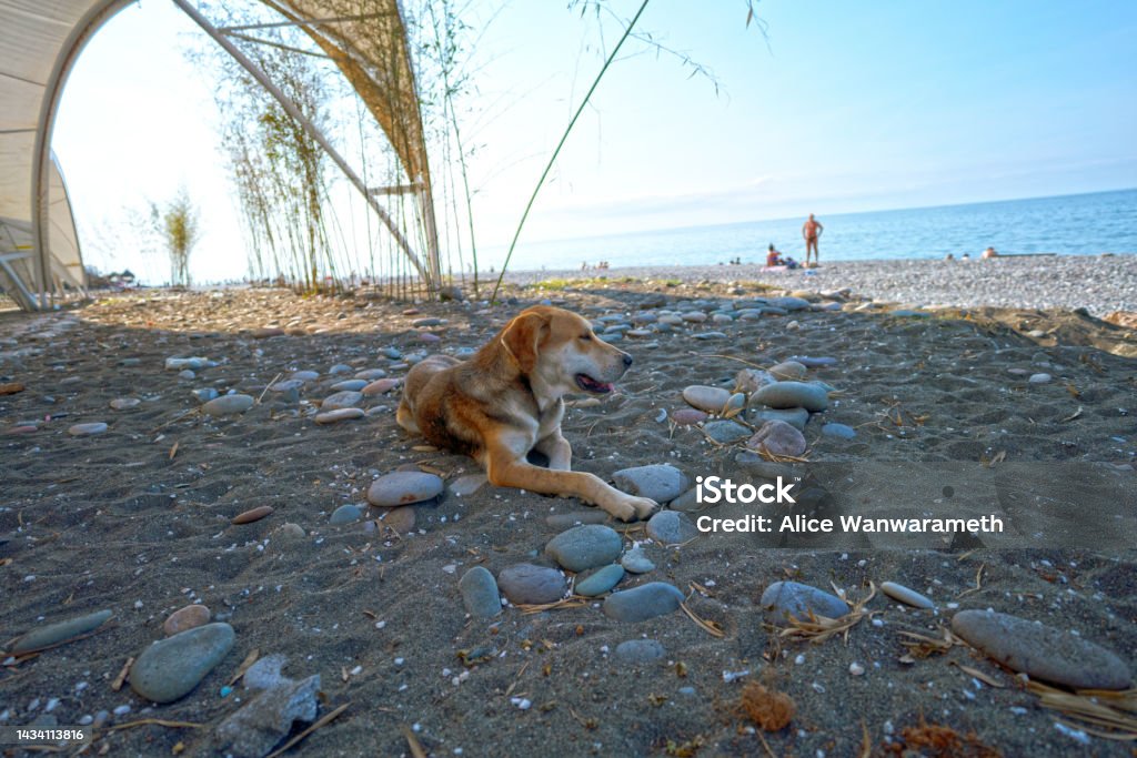 Homeless dog relax near Black sea Batumi City Adjara Georgia Adjara Stock Photo