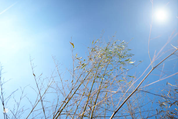 Autumn tree and sky with flare light for background and inspiraiton