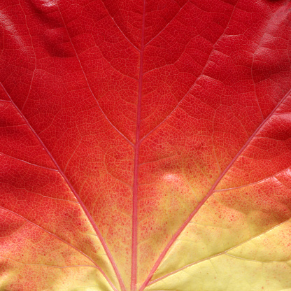 Leaf detail autumn red yellow. High quality. Leaf Vein, Autumn Leaf Color