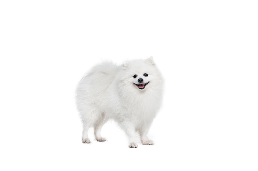 Portrait of beautiful fluffy white pomeranian spitz isolated on white background. Concept of breed domestic animal. health care, vet. Pet looks happy, healthy and active. Copy space for ad