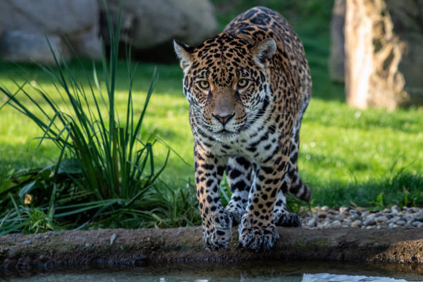 istock Jaguar is about to jump into the water. Panthera Onca. 1434114971