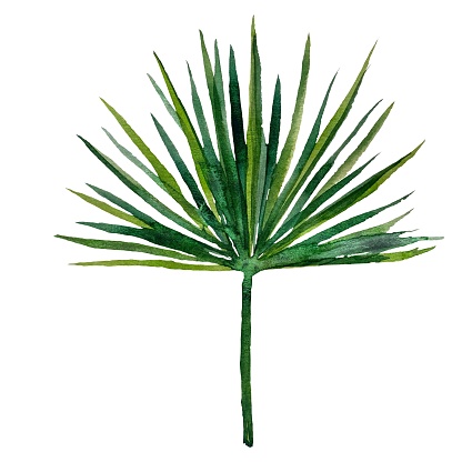 Green branch palm leaves. A nice watercolor illustration. Hand drawn picture for to use in design, home decor, fabrics, prints, textile, cards, invitations, banners, accessories, stationery, patterns.