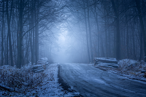 Winter view of the dark and misty blue forest