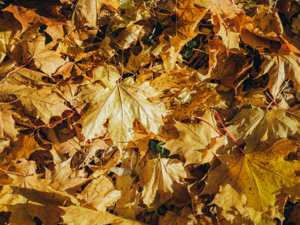 istock Autumn background from leaves 1434115674