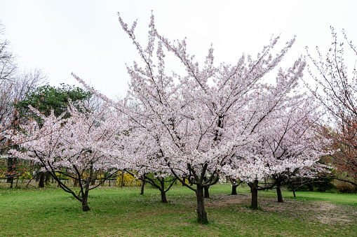 Large cherry trees with many white flowers in full bloom in the Japanese Garden from King Michael I Park (former  Herastrau) in Bucharest, Romania, in a cloudy spring day, sakura