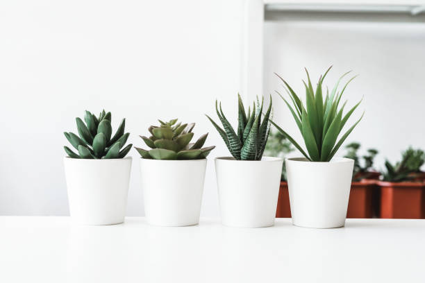 istock Succulents. Potted small house plants, home interior 1434116537