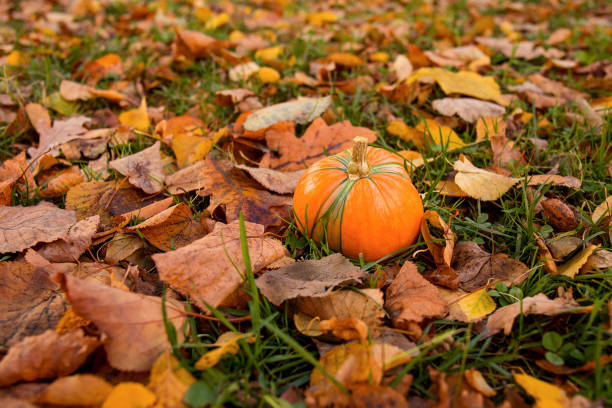 istock Pumpkin among the fallen autumn leaves. 1434117048