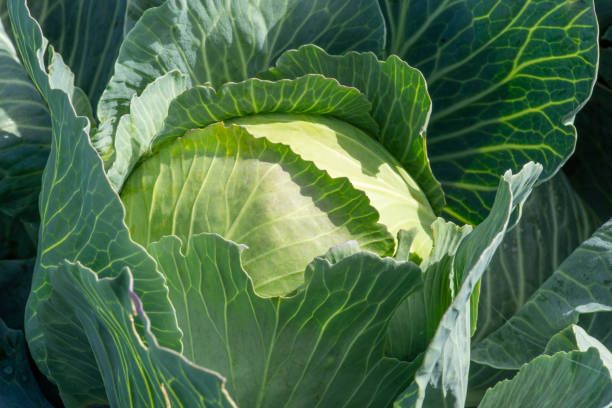 istock head of cabbage, close up 1434118741