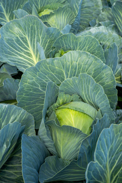 istock head of cabbage, close up, cabbage field 1434118744