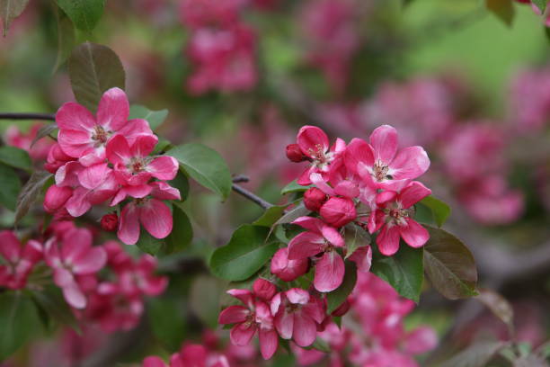 istock Pink flowers of blossoming apple-tree (grade 