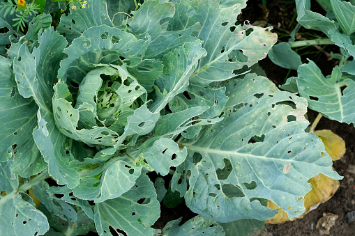 Cabbage leaves with holey. Cabbage leaves eaten by aphids, bugs, caterpillars, snails or other pests.