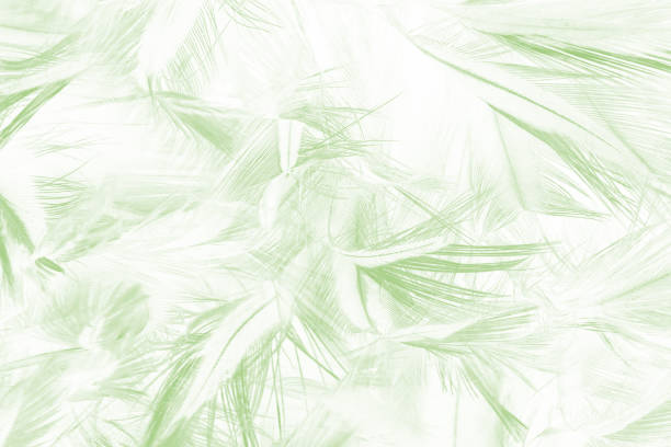 istock Beautiful lime green color trends feather texture background with isolated 1434121019