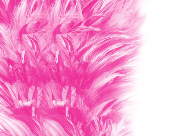 istock Beautiful pink magenta feather texture pattern background with isolated copy space 1434121090