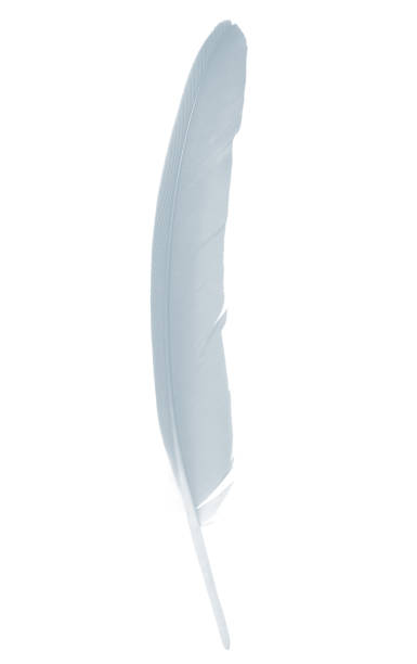 istock Beautiful white,baby blue feather isolated on black background 1434121178
