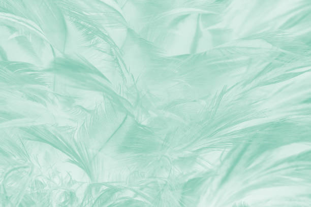 istock Beautiful light green color trends feather texture pattern pastel background 1434121298