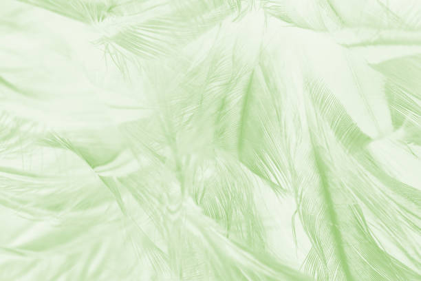 istock Beautiful lime green color trends feather texture background 1434121320