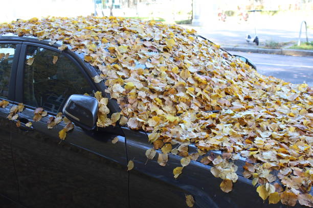 istock Car covered with dry leaves 1434121587