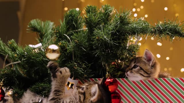 Three gray striped kittens next to the Christmas tree. The kitten overturns the Christmas tree on itself.