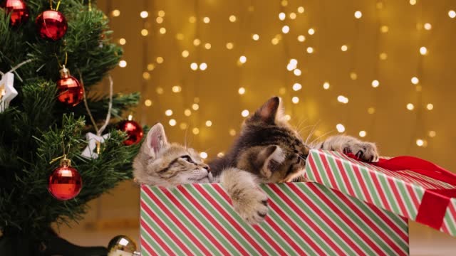 Kittens play with a gift box and a bow next to the Christmas tree on the background of lights garlands
